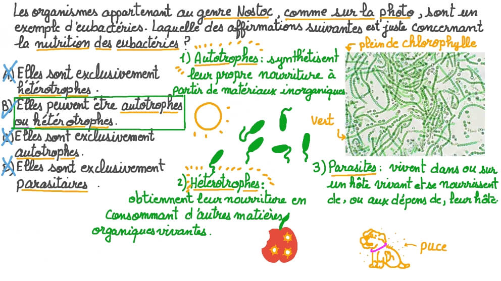 Rappel de la nutrition des eubactéries avec l’exemple de 𝑁𝑜𝑠𝑡𝑜𝑐