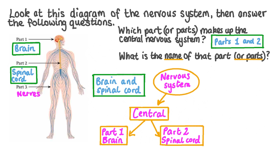Question Video Identifying Parts Of The Central Nervous System Nagwa