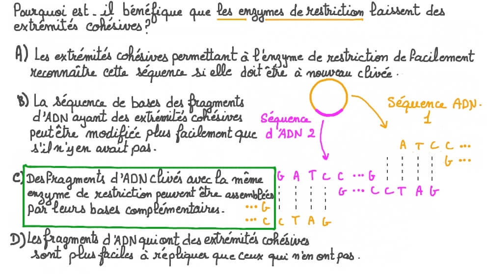 Comprendre les avantages des enzymes de restriction qui laissent des extrémités cohésives