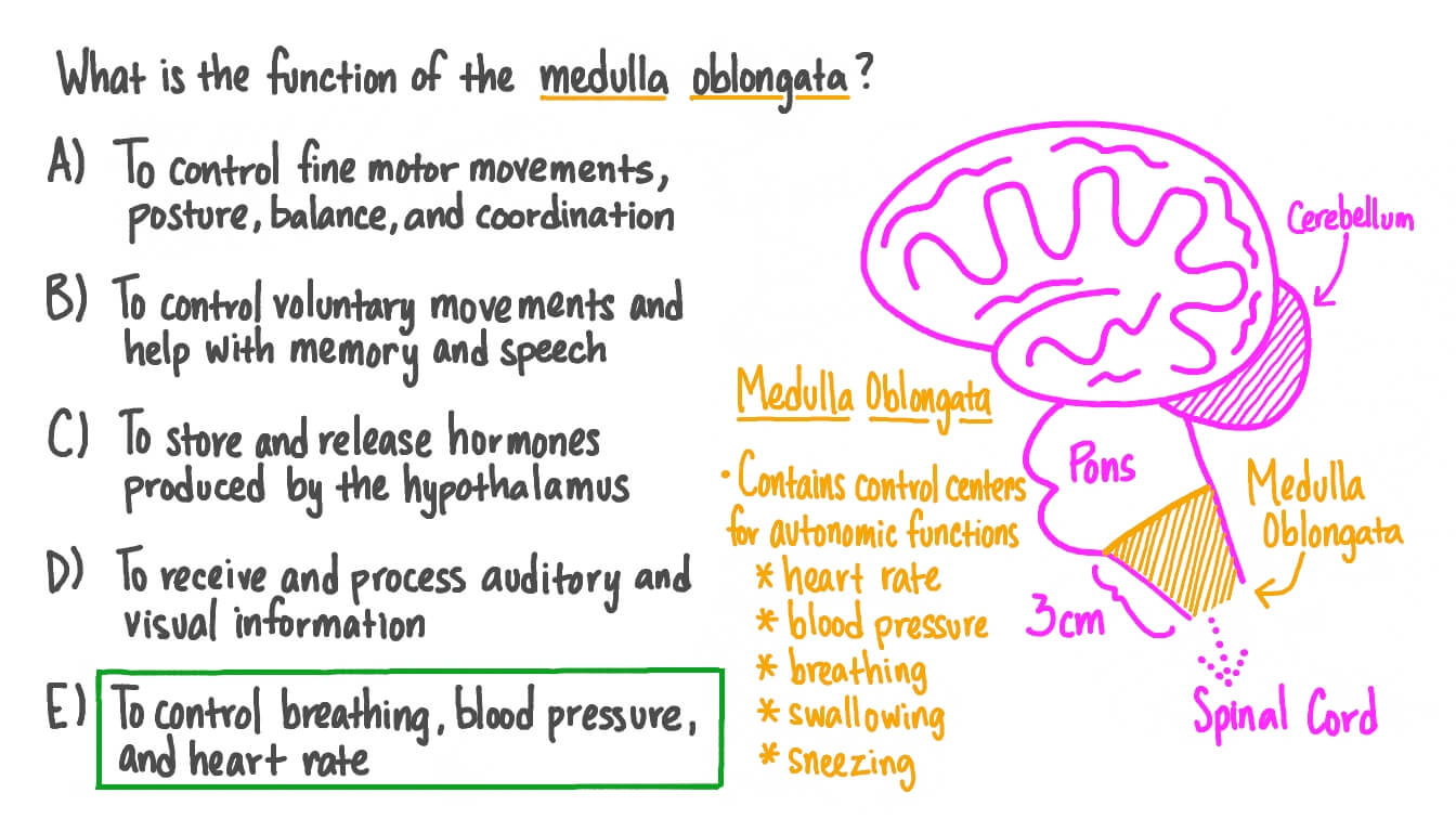 Question Video Recalling The Function Of The Medulla Oblongata Nagwa