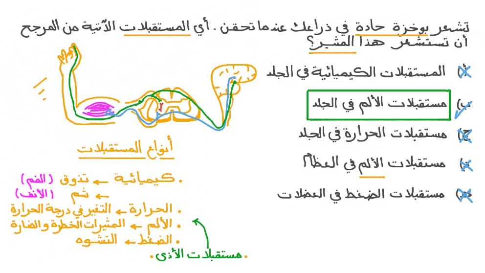 تحديد المستقبل الذي من المرجح أن يستشعر وخزة في الجلد