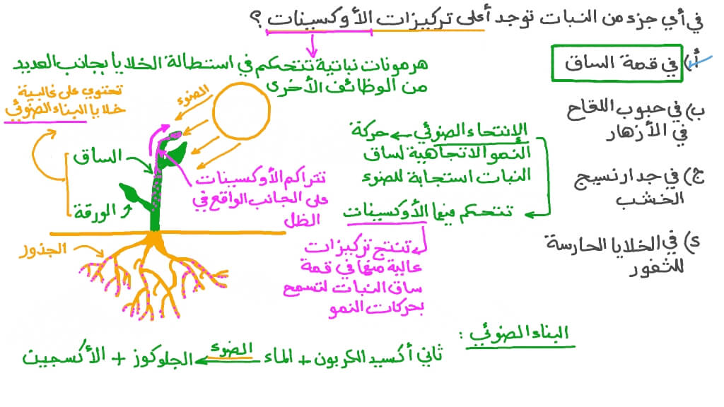 تحديد منطقة إنتاج الأوكسينات