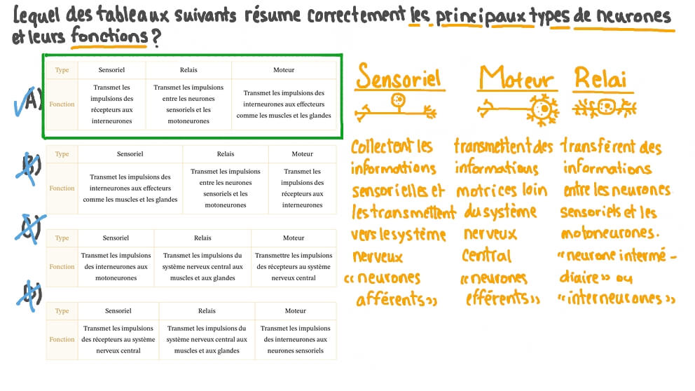 Identifier les trois types fonctionnels de neurones