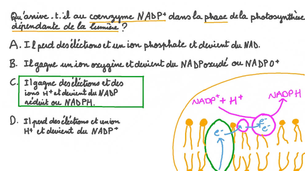 Décrire le rôle du NADP⁺ dans la phase de la photosynthèse dépendante de la lumière