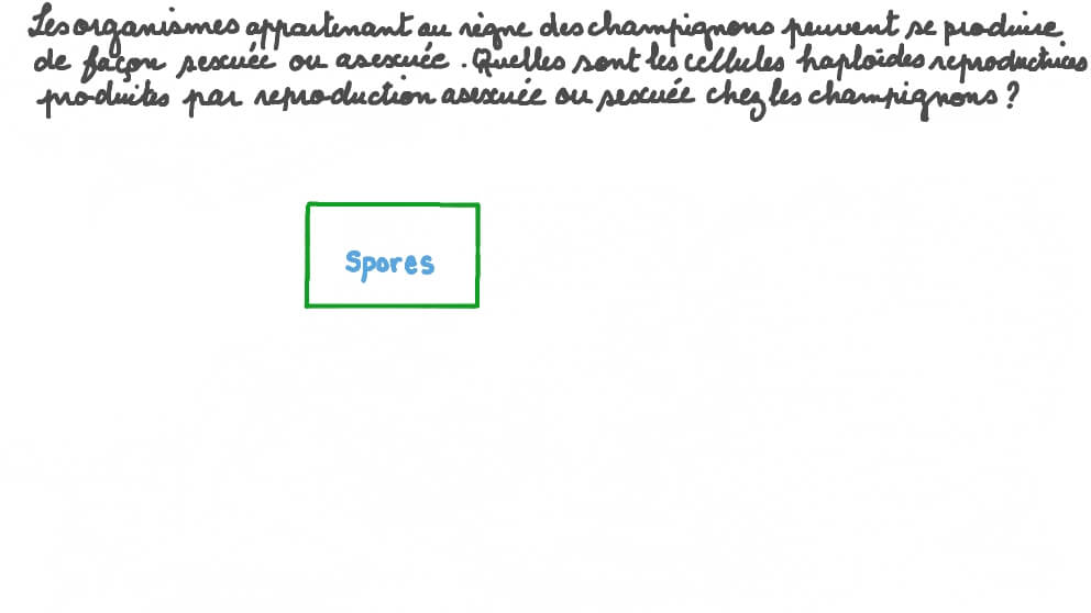 Rappeler les cellules reproductrices des Champignons