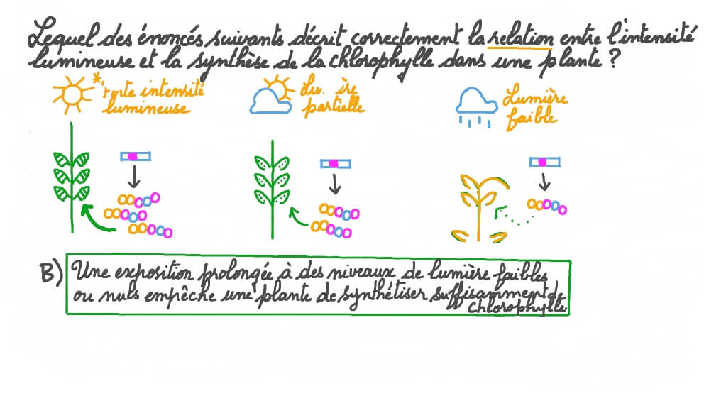 Décrire la relation entre l’intensité lumineuse et la synthèse de la chlorophylle