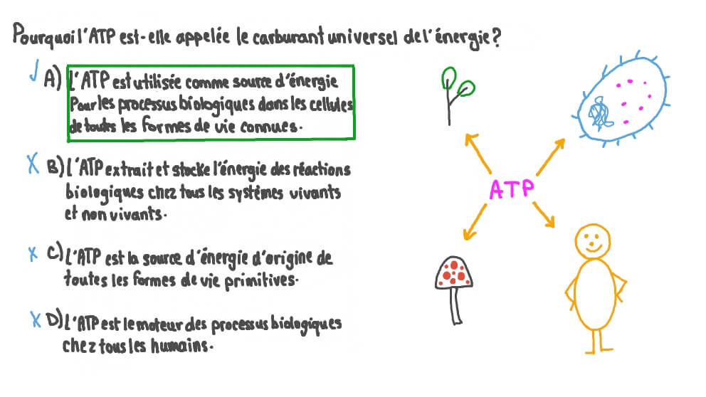 Comprendre pourquoi l’ATP est appelée le carburant universel de l’énergie