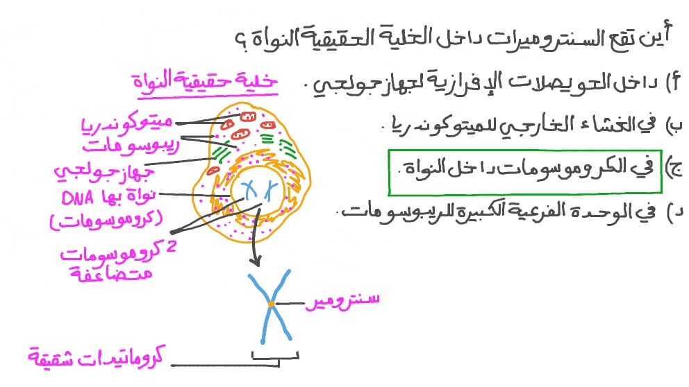 تحديد موقع السنتروميرات