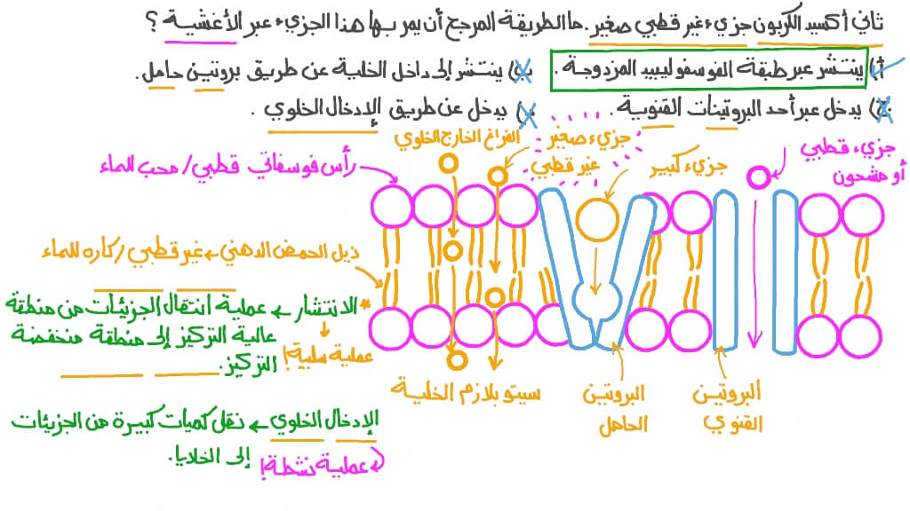 تحديد كيفية انتقال ثاني أكسيد الكربون عبر الأغشية الخلوية