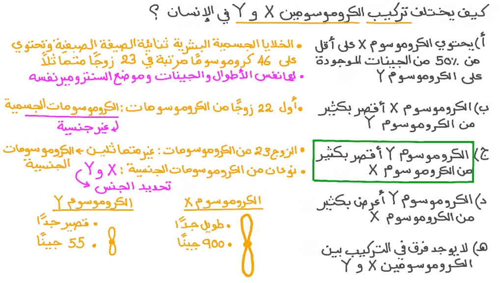 وصف الفرق بين الكروموسومين &#x202A;X&#x202C;&#x200F; و&#x202A;Y&#x202C;&#x200F;