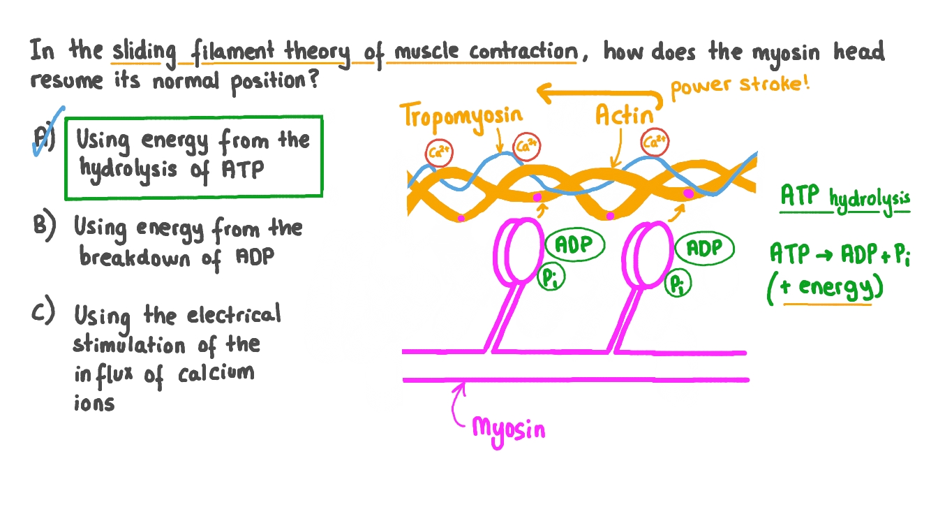 Question Video Recalling How A Myosin Head Resumes A Normal Position 