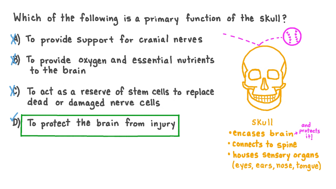 Identifying the Primary Function of the Skull