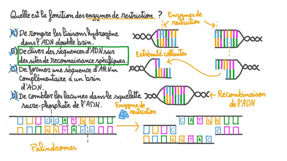 Rappeler la fonction des enzymes de restriction