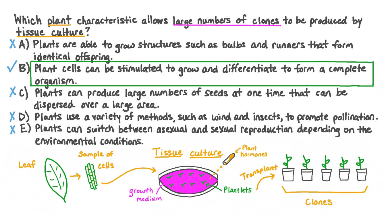 Stating the Feature of Plants that Allows them to be Cloned by Tissue Culture