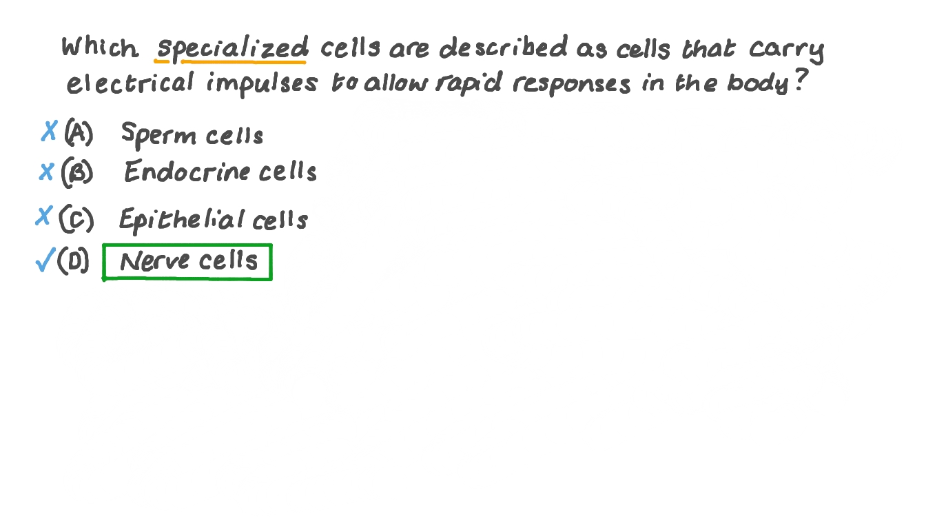 Identifying the Cells Adapted to Allow Rapid Responses in the Body