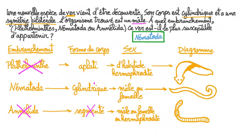 Classer les organismes en embranchements d’après leur description