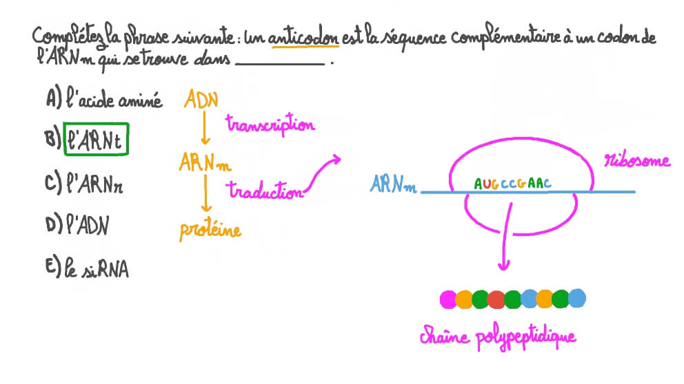 Rappeler ce qu’est un anticodon