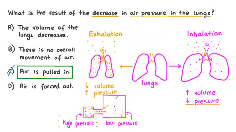 Lesson The Human Respiratory System Nagwa