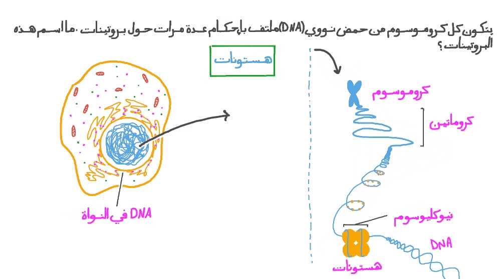 التعرف على اسم البروتين الذي يلتف حوله الحمض النووي &#x202A;(DNA)&#x202C;&#x200F;