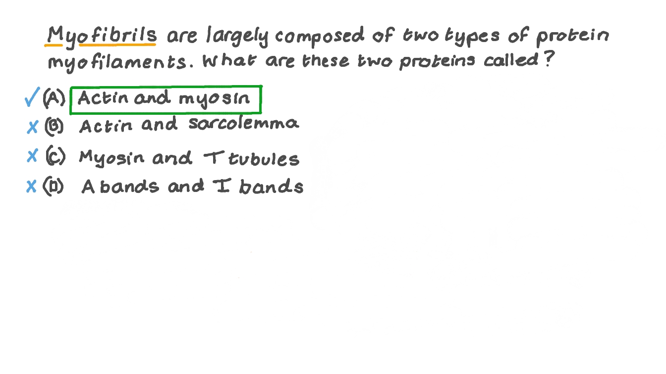 Recalling the Components of Myofibrils