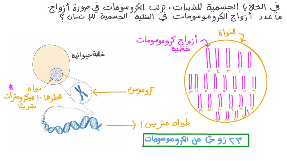 تحديد عدد أزواج الكروموسومات في الخلية الجسمية للإنسان