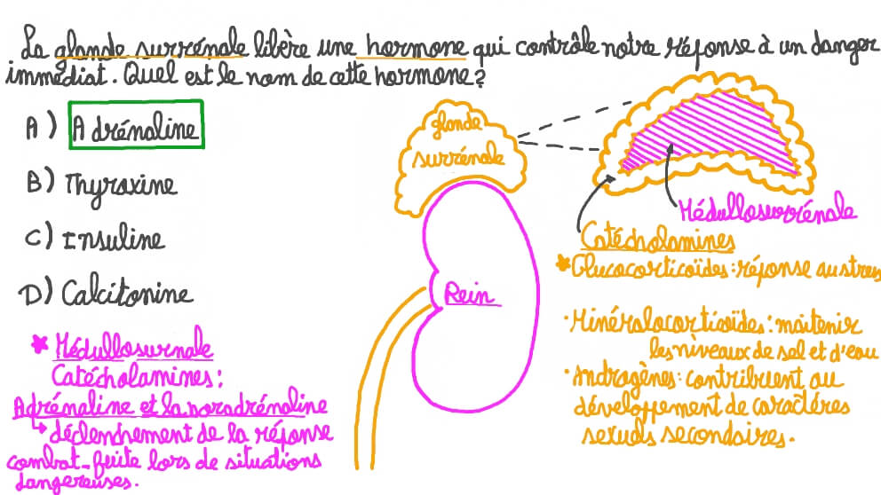 Rappeler l’hormone libérée par les glandes surrénales