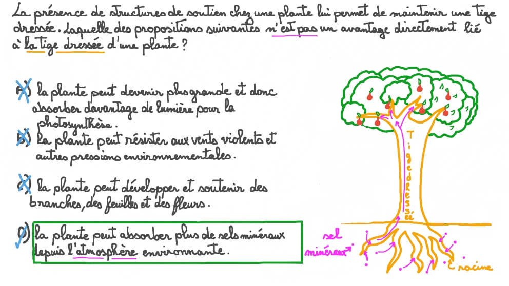 Présentation des avantages d'une plante à tige dressée