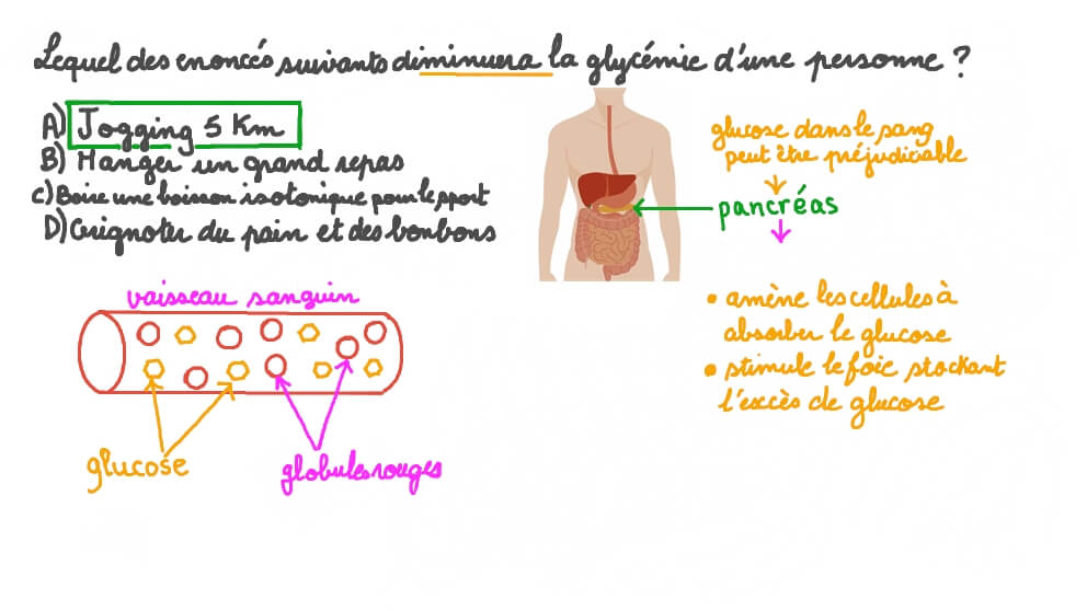 Décrire les activités qui diminueraient la concentration de glucose dans le sang