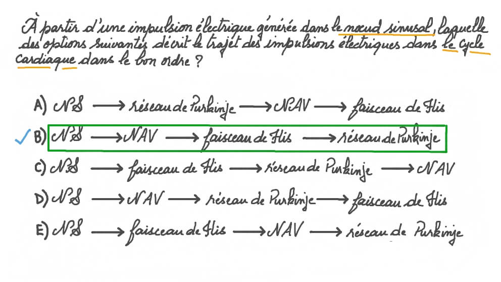 Décrire le trajet des impulsions électriques dans le cycle cardiaque