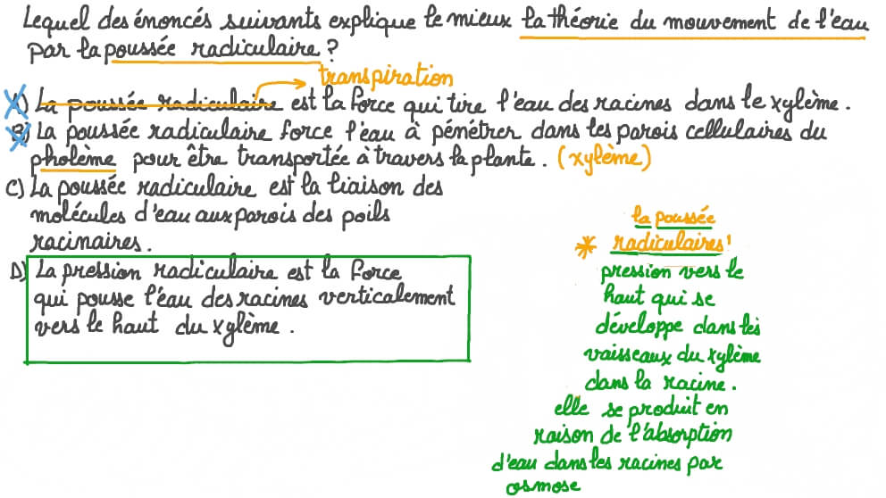 Aperçu de la théorie de la pression radiculaire sur le mouvement de l'eau