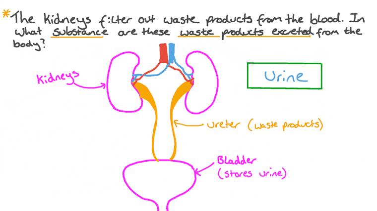 Lesson: Kidney Structure | Nagwa