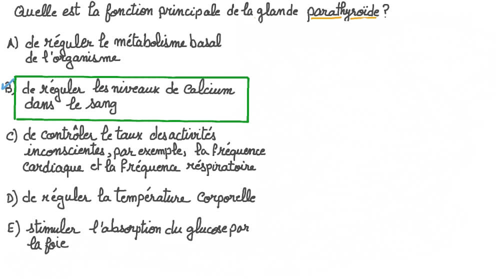 Décrire les fonctions des glandes parathyroïdes