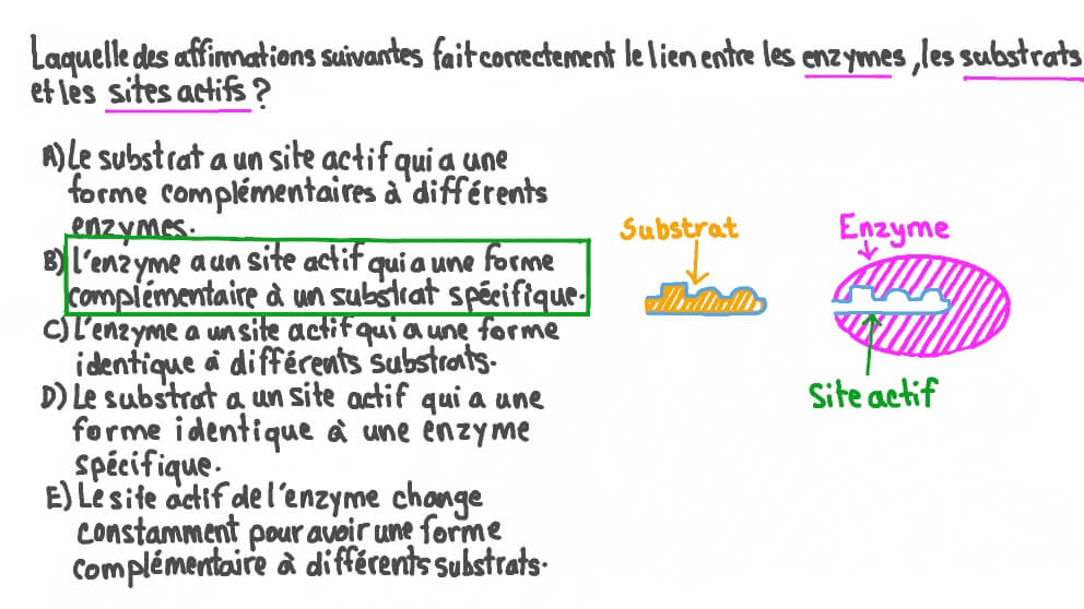 Définition des termes clés: enzymes, substrats et sites actifs
