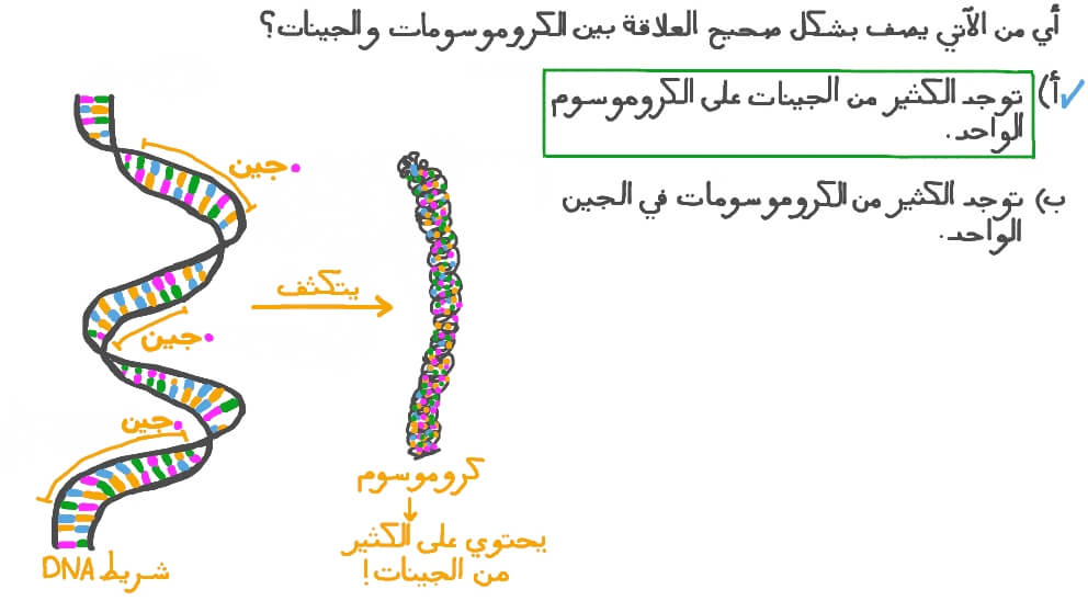 وصف العلاقة بين الكروموسومات والجينات