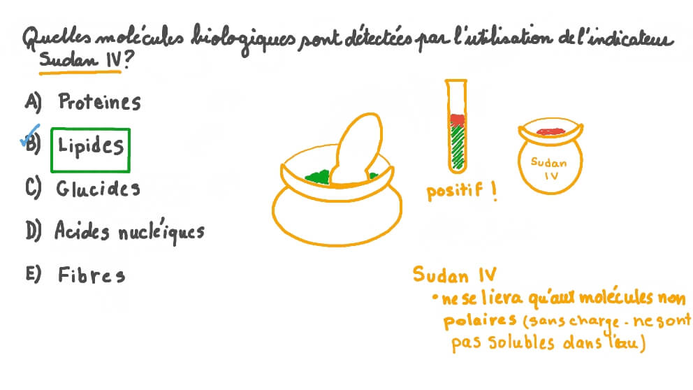Rappeler la molécule biologique testée avec l'indicateur Soudan IV