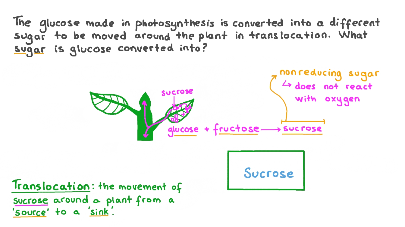 Question Video Recalling The Sugar That Is Transported Around The 