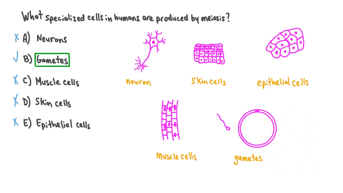 Question Video Stating The Type Of Cells In Humans That Are Produced 