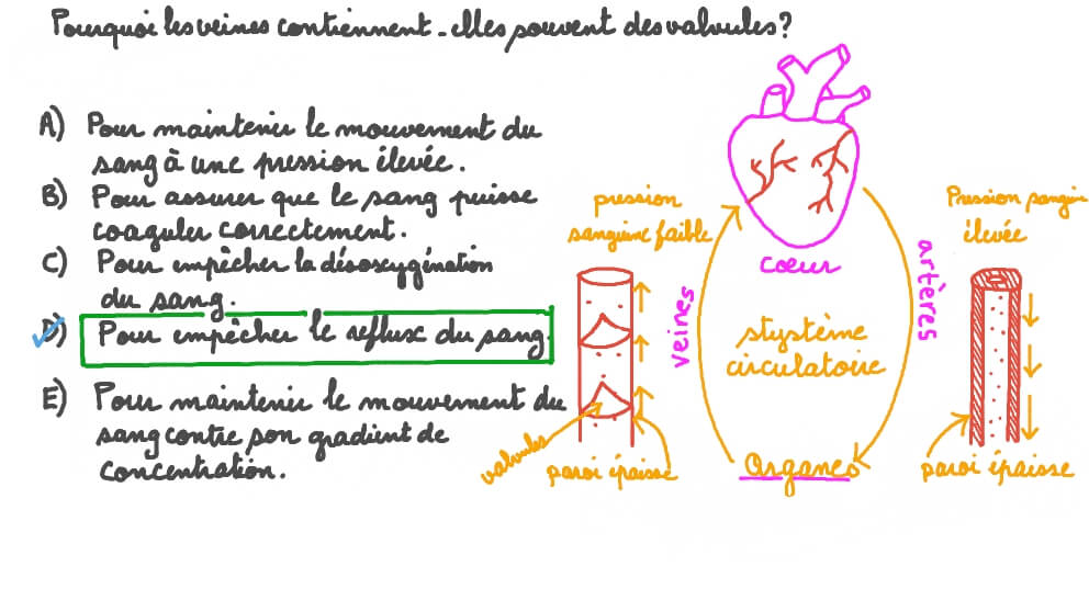 Expliquer pourquoi les veines contiennent souvent des valvules