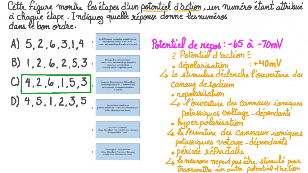 Indiquer l’ordre des étapes d’un potentiel d’action