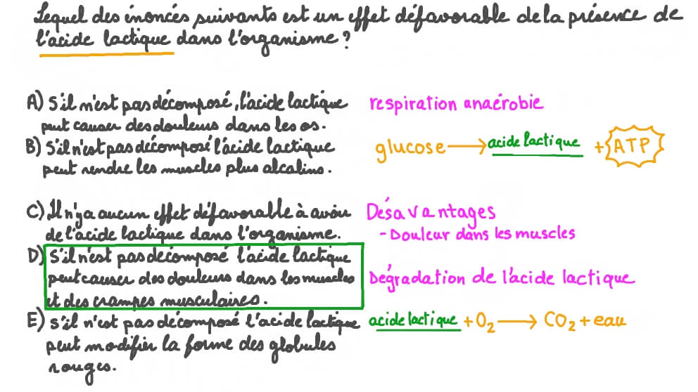 Décrire l’effet défavorable de l’acide lactique dans l’organisme