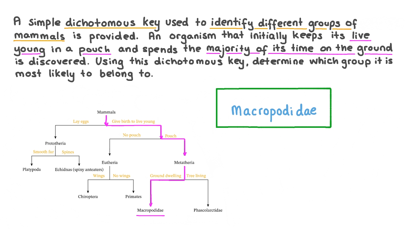 Using a Dichotomous Key to Identify a Group of Mammals