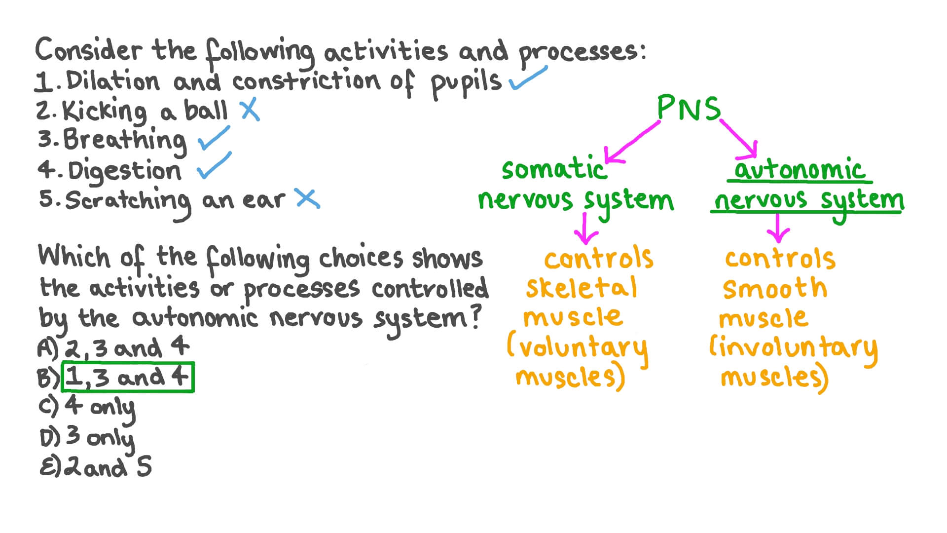 Autonomic Nervous System Controls Involuntary Muscles - Infoupdate.org