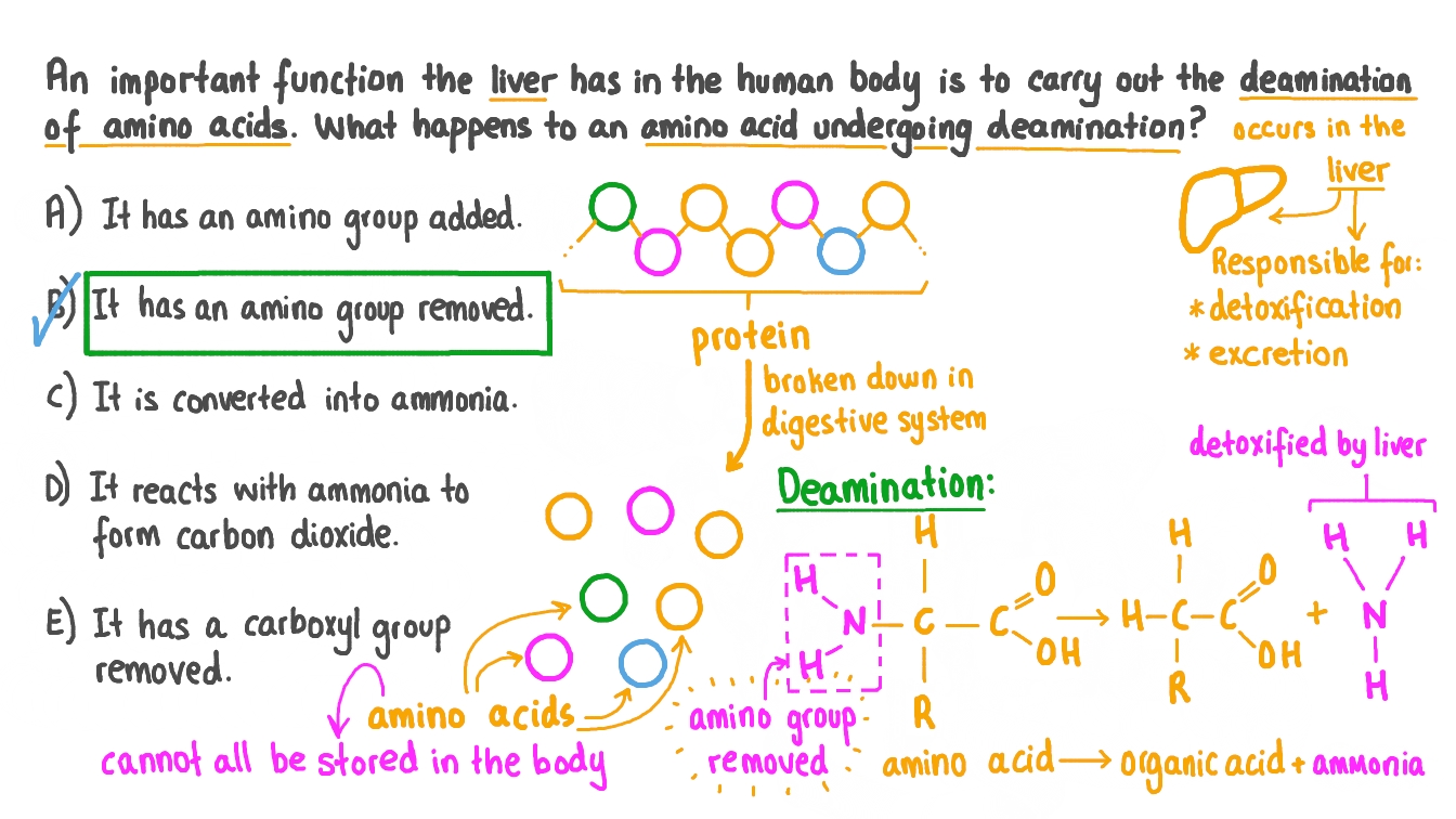 Question Video Describing the Process of Deamination Nagwa