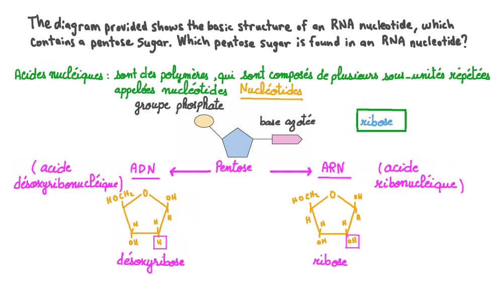 Décrire le sucre pentose présent dans un nucléotide d’ARN