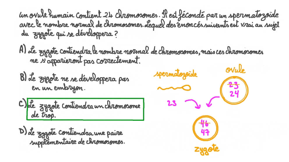 Décrire le résultat de la fécondation d'un ovule contenant plus de chromosomes que la normale