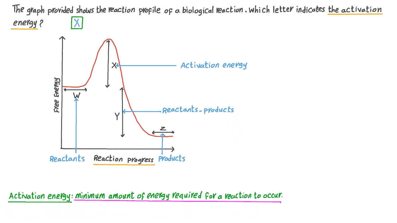 Question Video Identifying The Activation Energy Of An Enzyme 