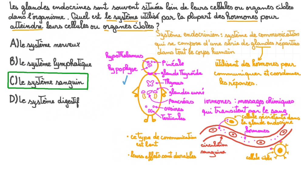 Rappeler comment les hormones atteignent leurs organes cibles