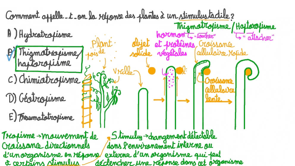Question Video: Rappel du terme utilisé pour décrire la réponse d’une ...