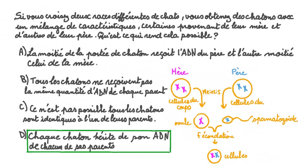 Appliquer la connaissance de l'hérédité aux caractéristiques de la progéniture