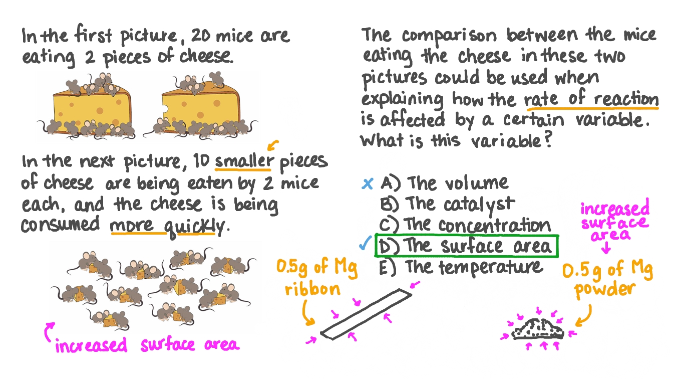 Question Video Using the Analogy of Mice Eating Cheese to Explain How
